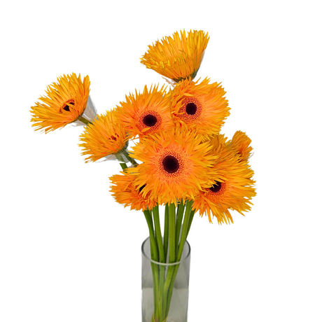 Gerbera (Malaysia)