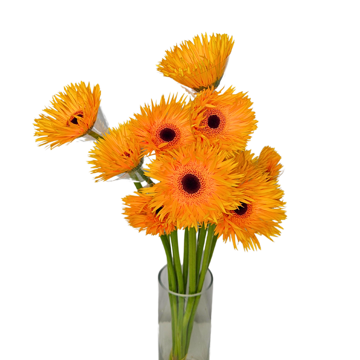 Gerbera - Spider (Malaysia)