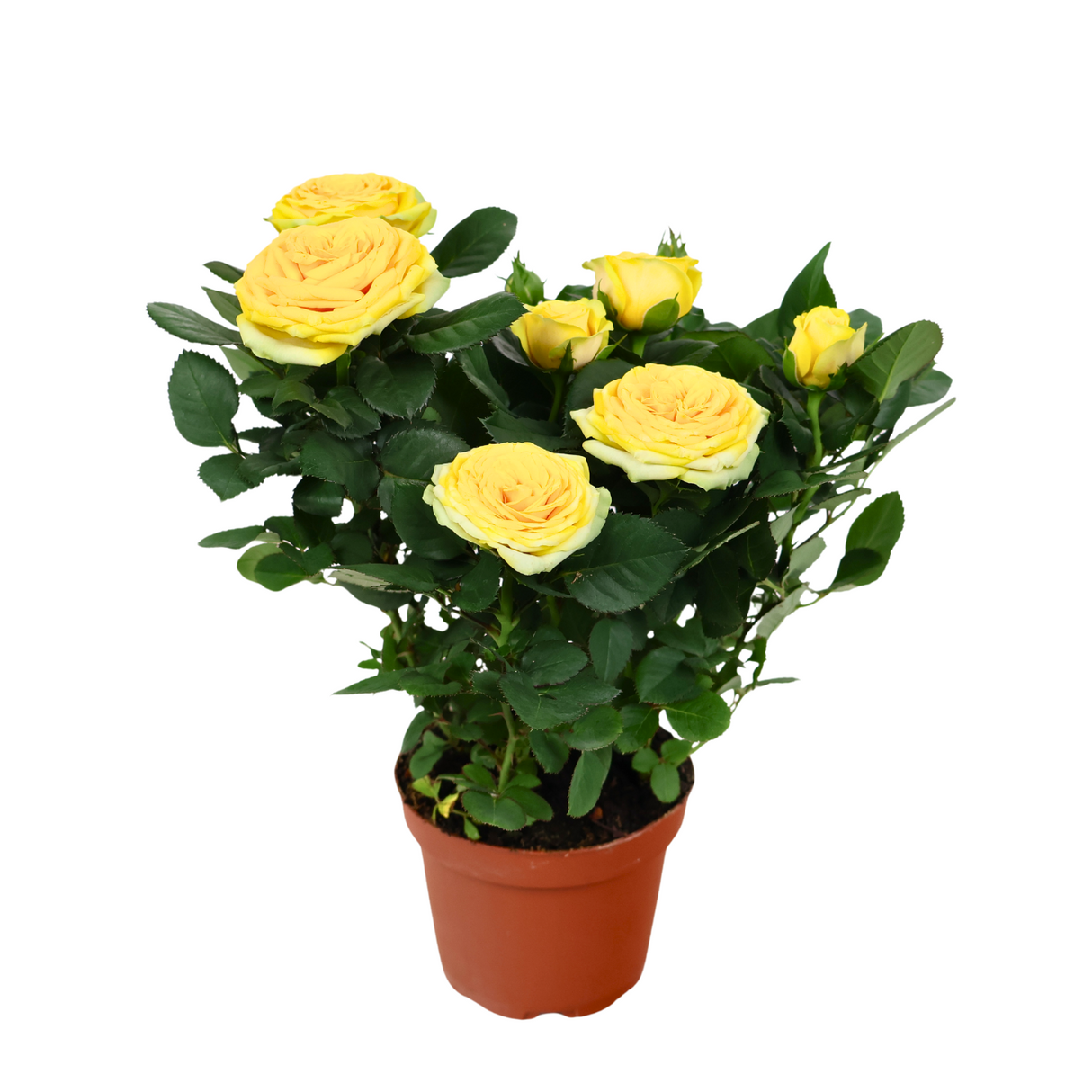 Mini Rose Plant 10.5cm Pot