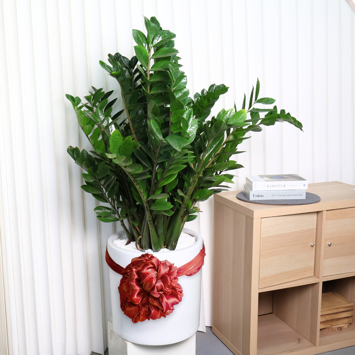 Zamioculcas zamiifolia (ZZ plant) Money Plant with Silk ball in Ceramic Pot