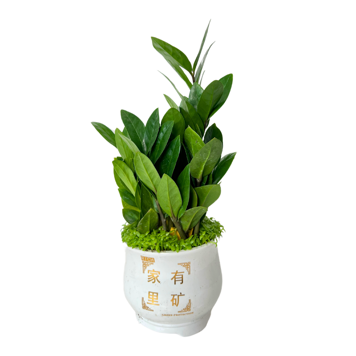 Zamioculcas Plant with Dragon Fruit Seed