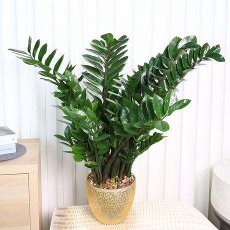 Zamioculcas zamiifolia (ZZ plant) Money Plant in Ceramic Pot