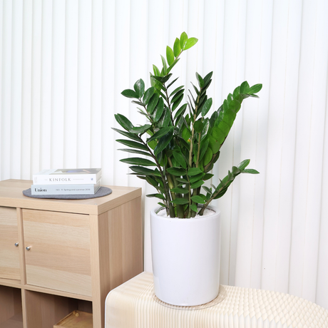 Zamioculcas zamiifolia (ZZ plant) Money Plant in Ceramic Pot