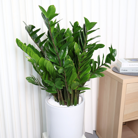 Zamioculcas zamiifolia (ZZ plant) Money Plant in Ceramic Pot