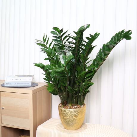 Zamioculcas zamiifolia (ZZ plant) Money Plant in Ceramic Pot