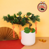Zen Fortune (Bonsai) - CNY Plant