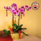 Zenith Harmony (5 Single Stalks) - Orchid Phalaenopsis