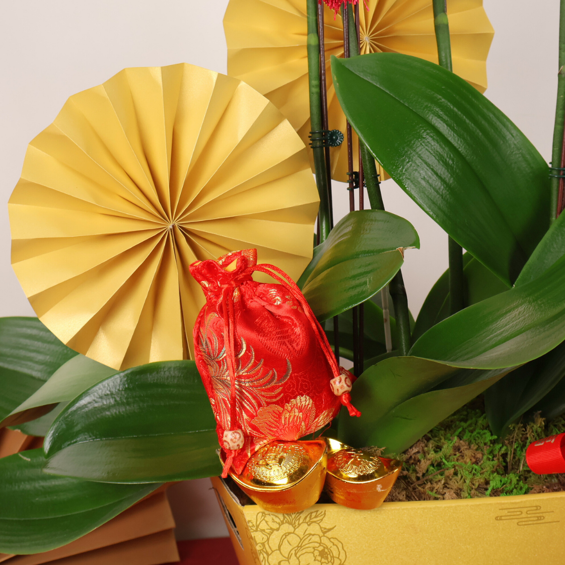 Zenith Harmony (5 Single Stalks) - Orchid Phalaenopsis