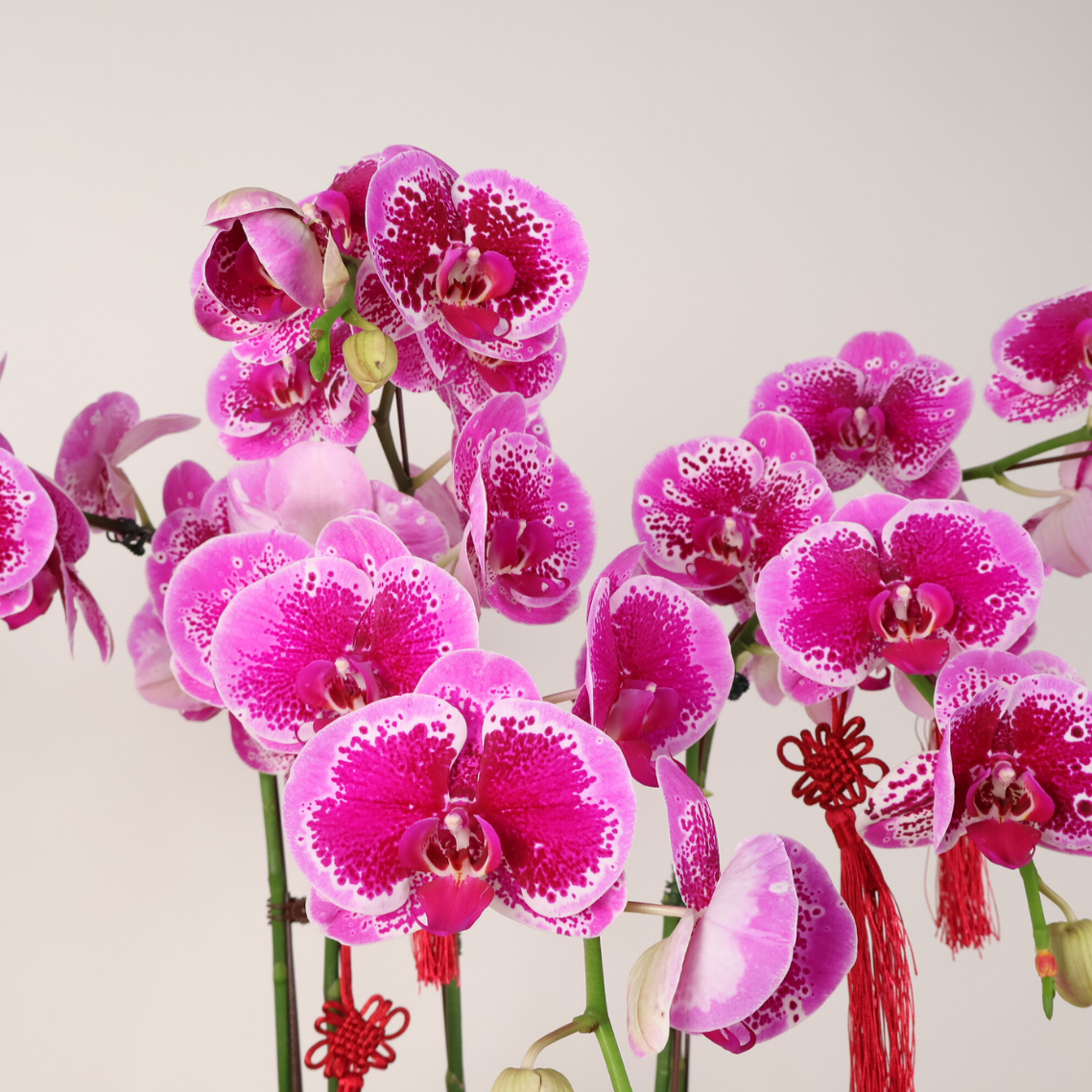 Zenith Harmony (5 Single Stalks) - Orchid Phalaenopsis