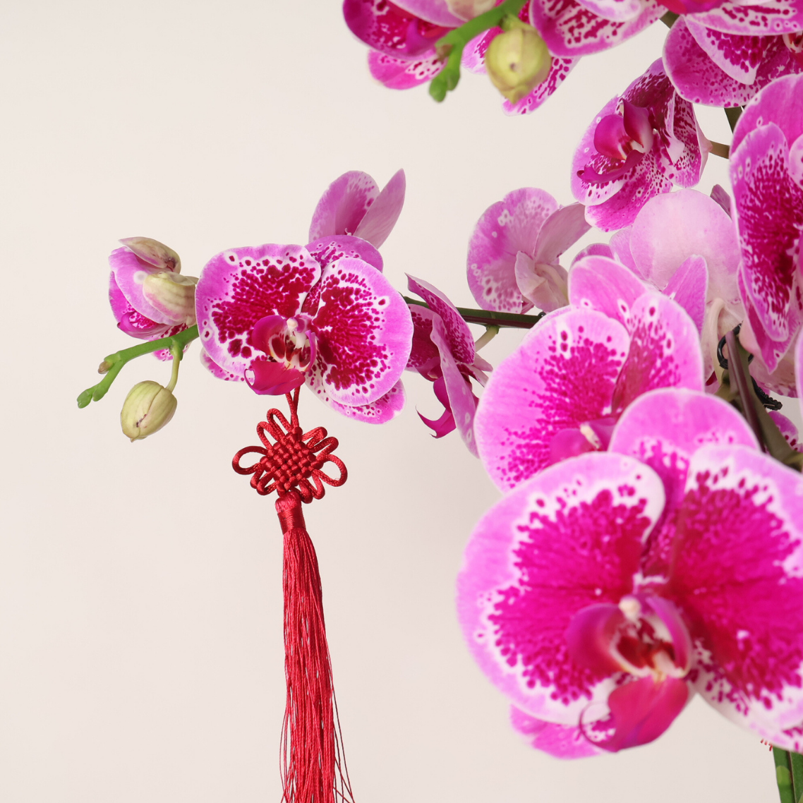 Zenith Harmony (5 Single Stalks) - Orchid Phalaenopsis