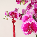 Zenith Harmony (5 Single Stalks) - Orchid Phalaenopsis