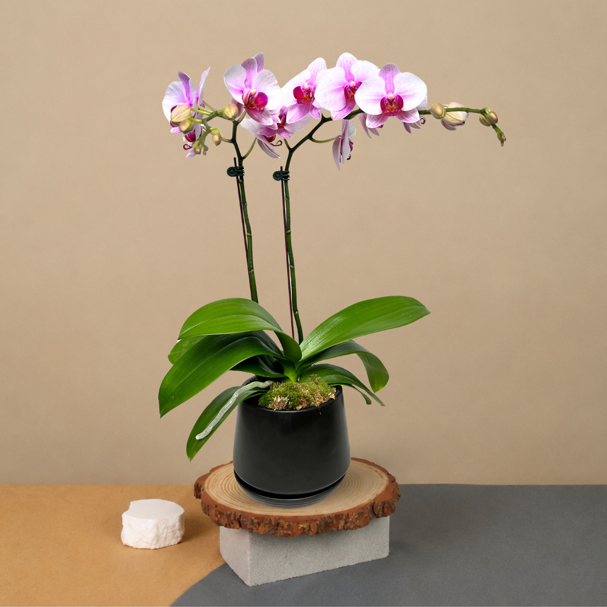 Zenith Bonanza (1 Double Stem) - Orchid Phalaenopsis