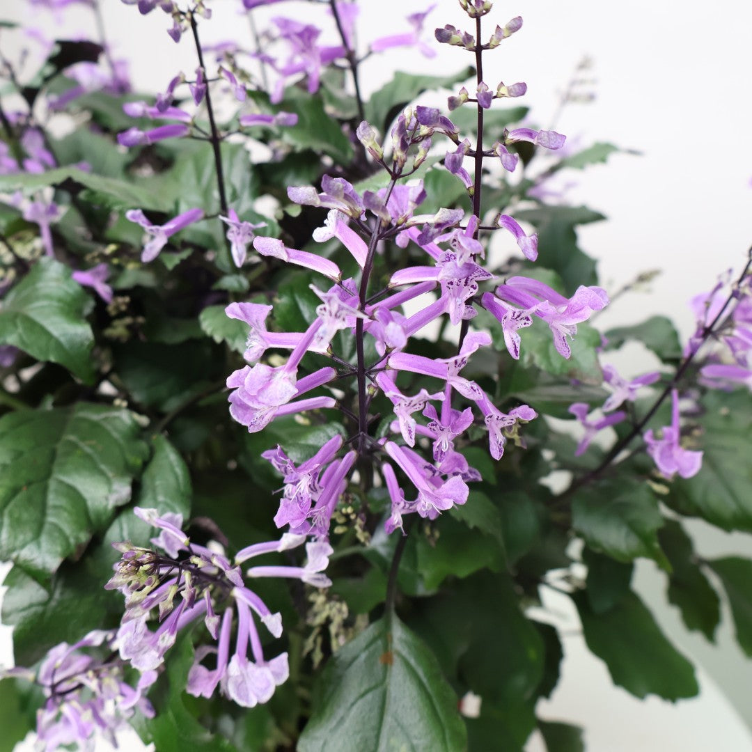 Ajuga Flowering Plant