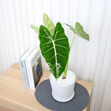 Alocasia Frydek Variegated in Ceramic Pot