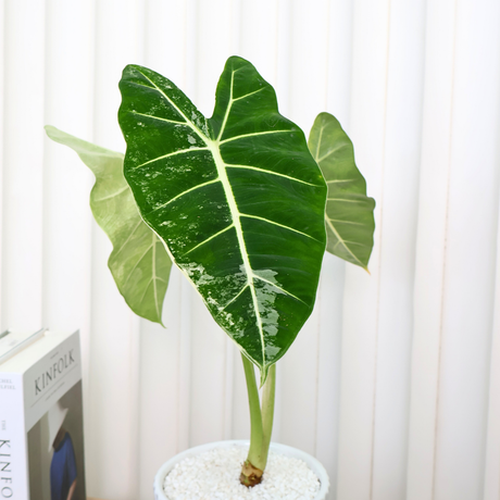 Alocasia Frydek Variegated in Ceramic Pot