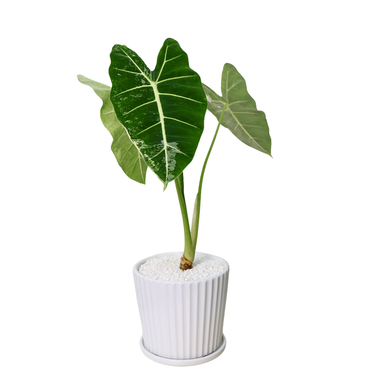 Alocasia Frydek Variegated in Ceramic Pot