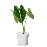 Alocasia Frydek Variegated in Ceramic Pot