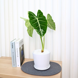 Alocasia Frydek Variegated in Ceramic Pot