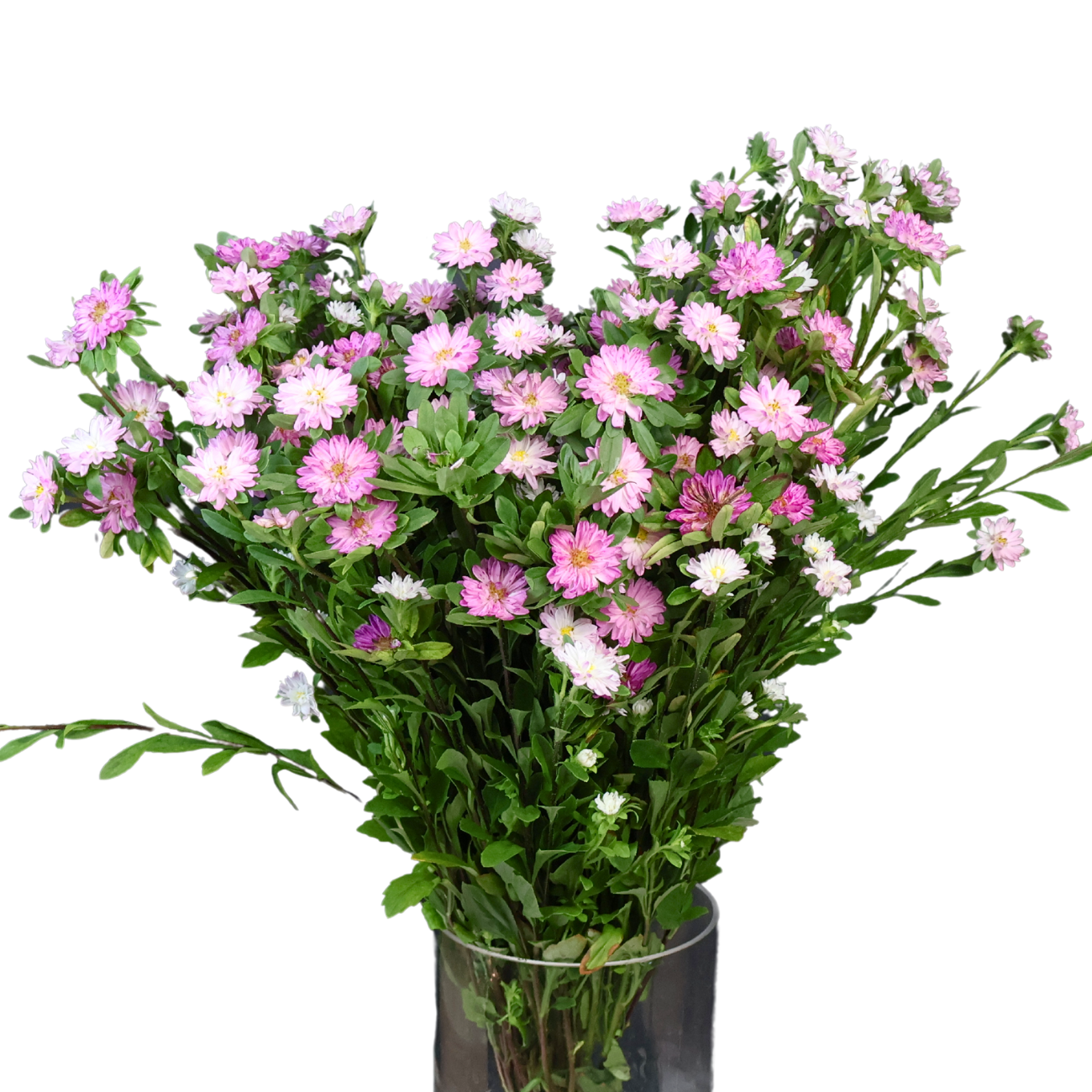 Pink Df Aster Mini (Malaysia)