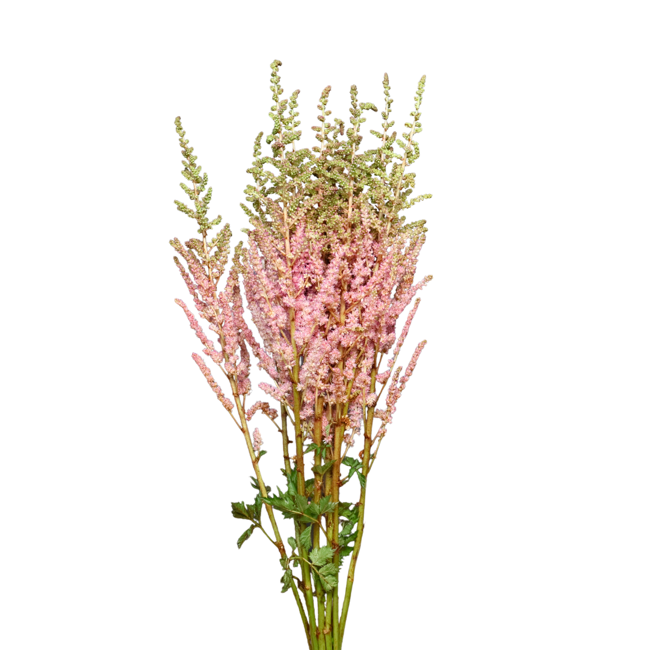 Astilbe Holland | Fresh Flowers | Ji Mei Flower – JM Flower