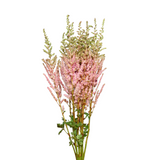 Astilbe (Holland)