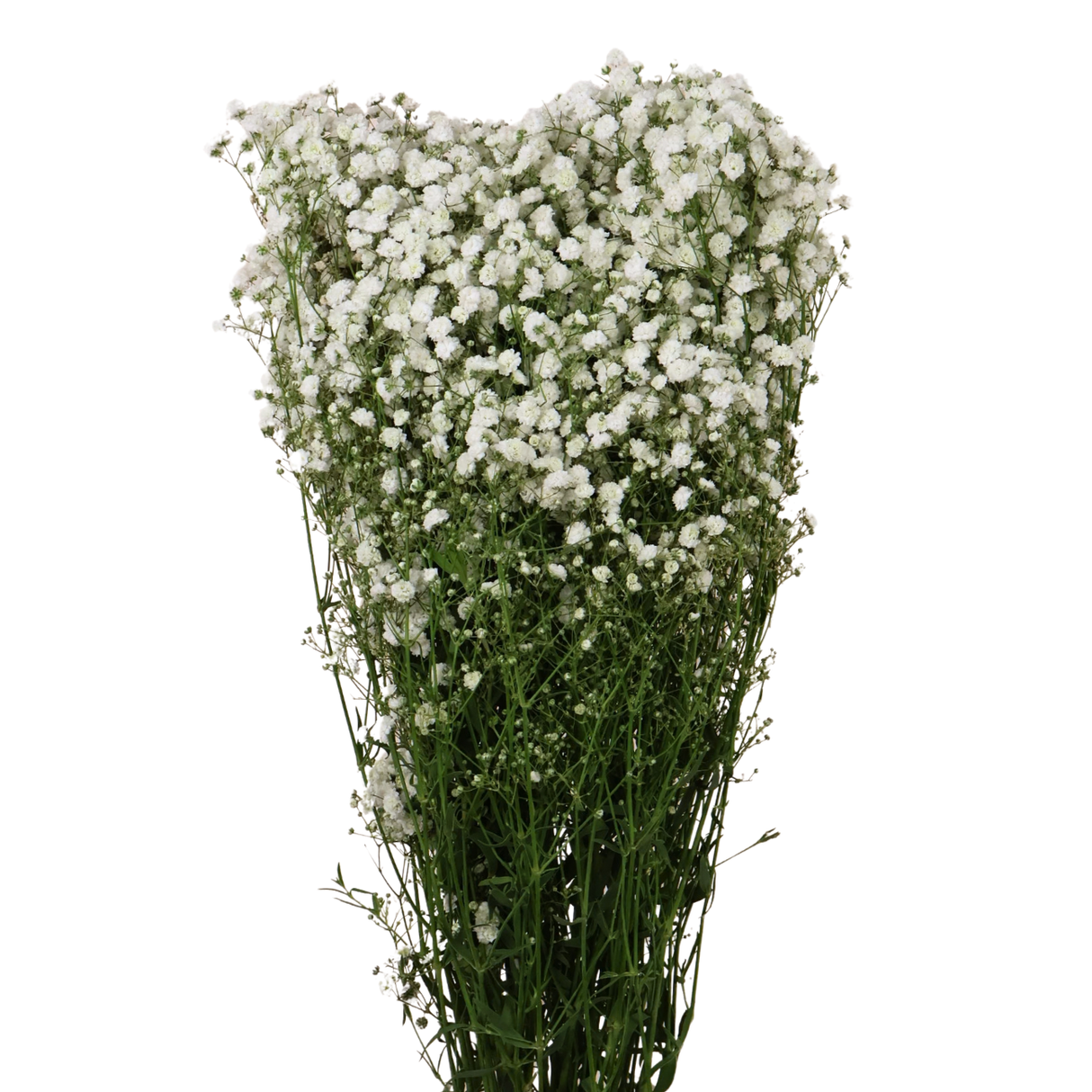 Baby's Breath (Malaysia)