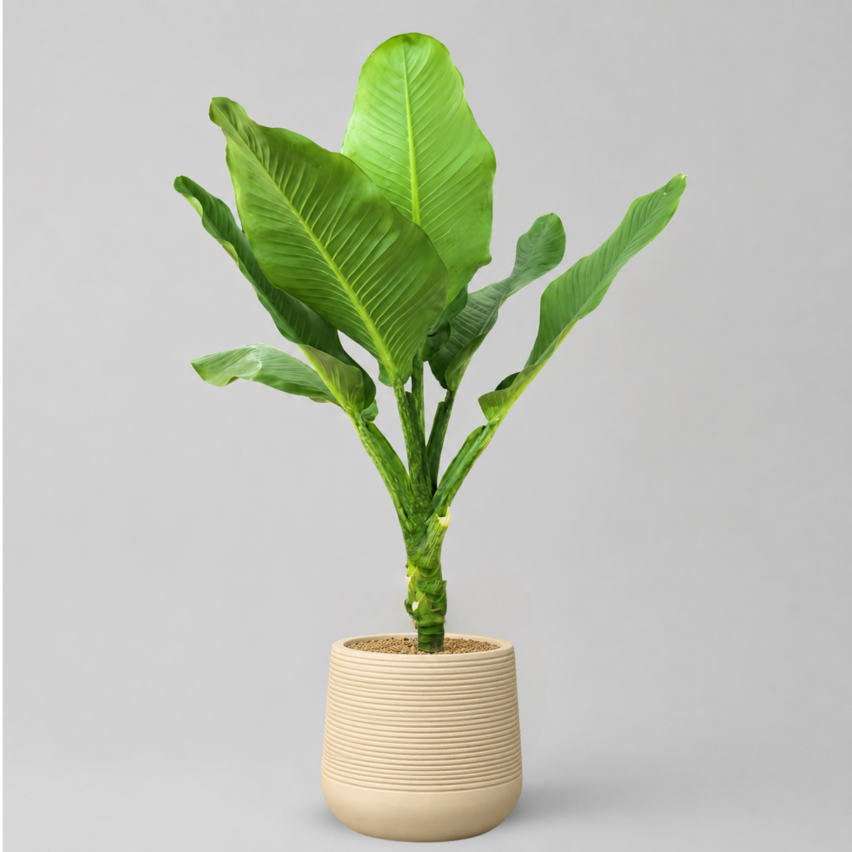 Dieffenbachia (Big Ben) in Ceramic Pot