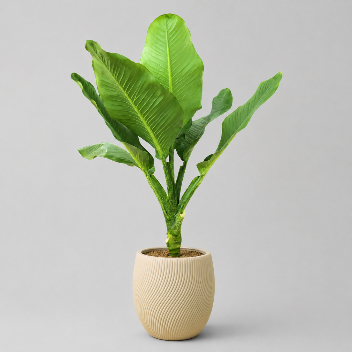Dieffenbachia (Big Ben) in Ceramic Pot