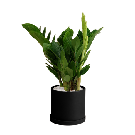 Zamioculcas Zamiifolia (ZZ Plant 金钱树) in Ceramic Pot (35cm)