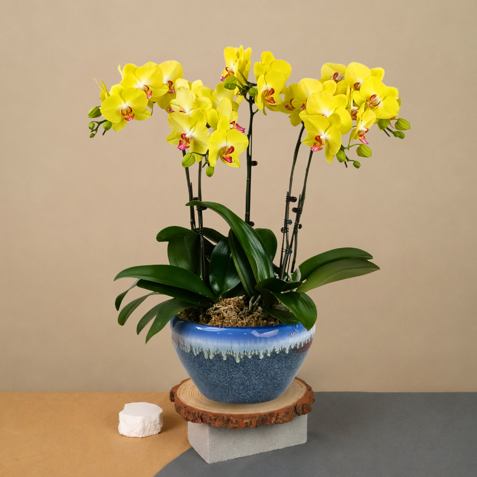 Muse Majesty (5 Single Stalk) - Orchid Phalaenopsis