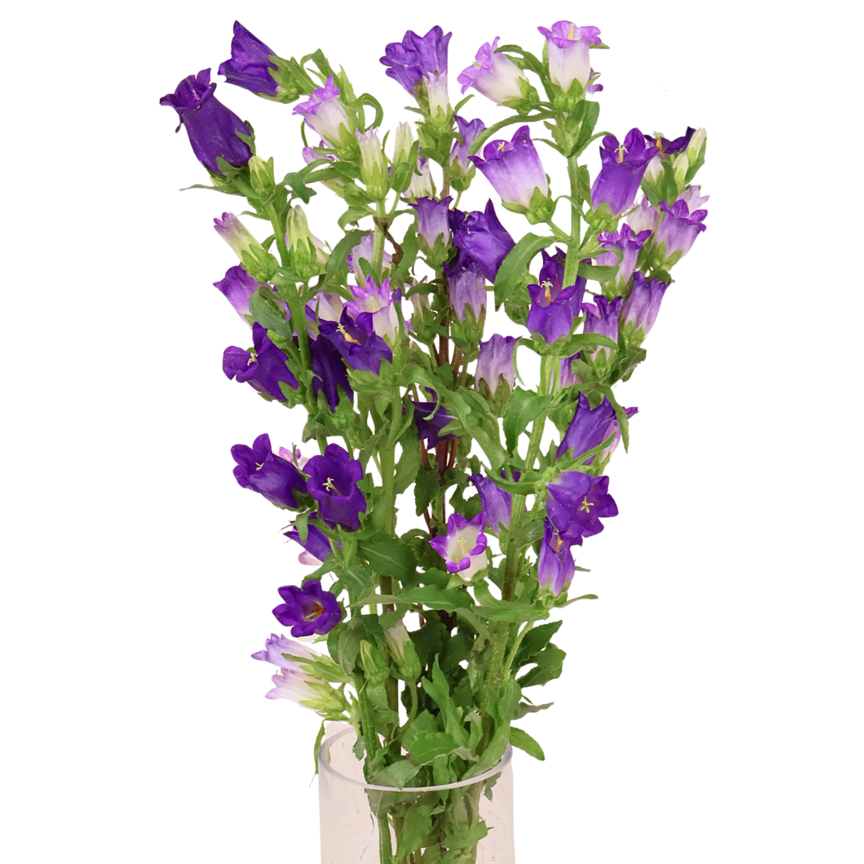 Campanula (Holland)