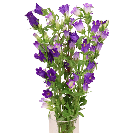 Campanula (Holland)