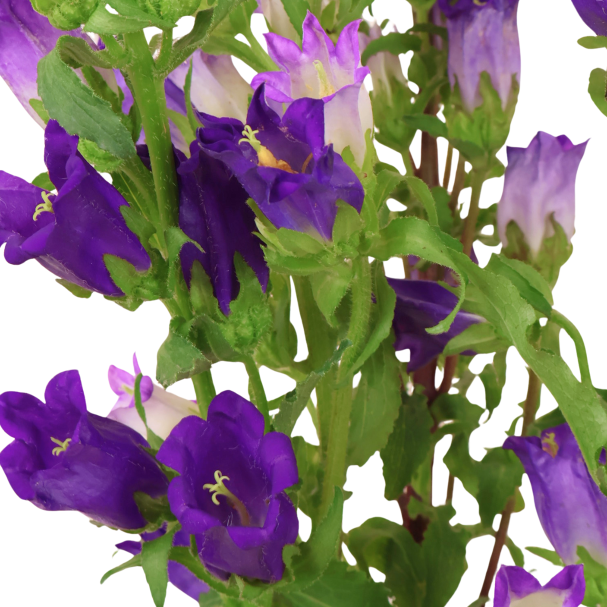 Campanula (Holland)