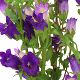 Campanula (Holland)