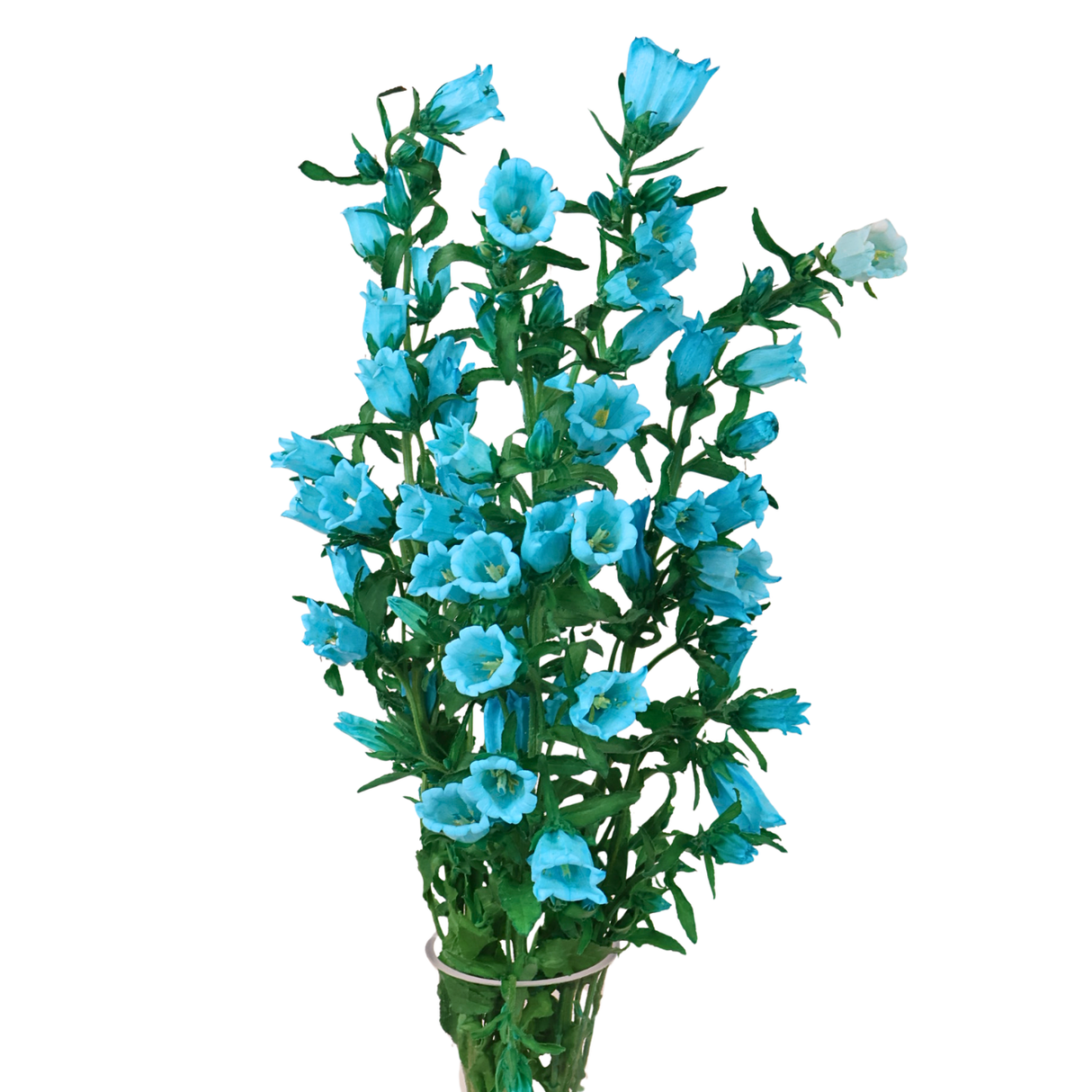 Campanula (Holland)