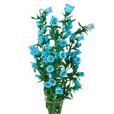 Campanula (Holland)