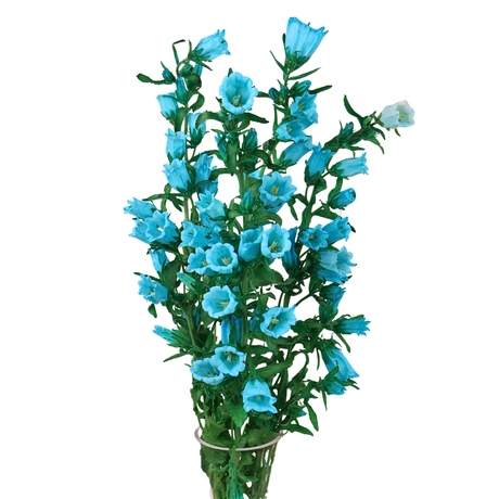 Campanula (Holland)