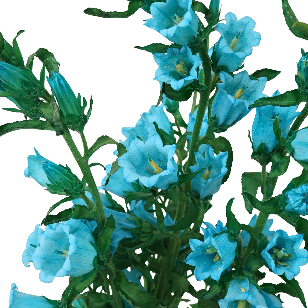 Campanula (Holland)