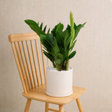 Zamioculcas Zamiifolia (ZZ Plant 金钱树) in Ceramic Pot (35cm)