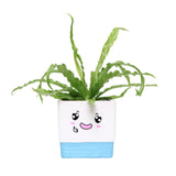 Adorable Pot with Assorted Plant (Gift)