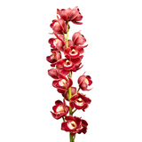 Cymbidium Mini (New Zealand)