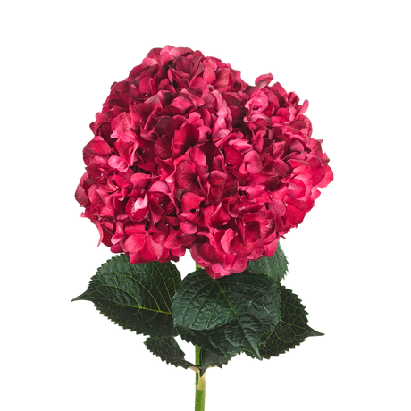 Hydrangea (Holland) *Promotion*