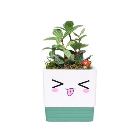 Adorable Pot with Assorted Plant (Gift)