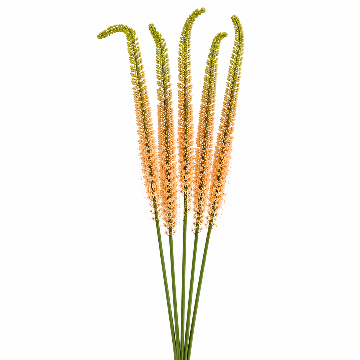 Eremurus (Holland)