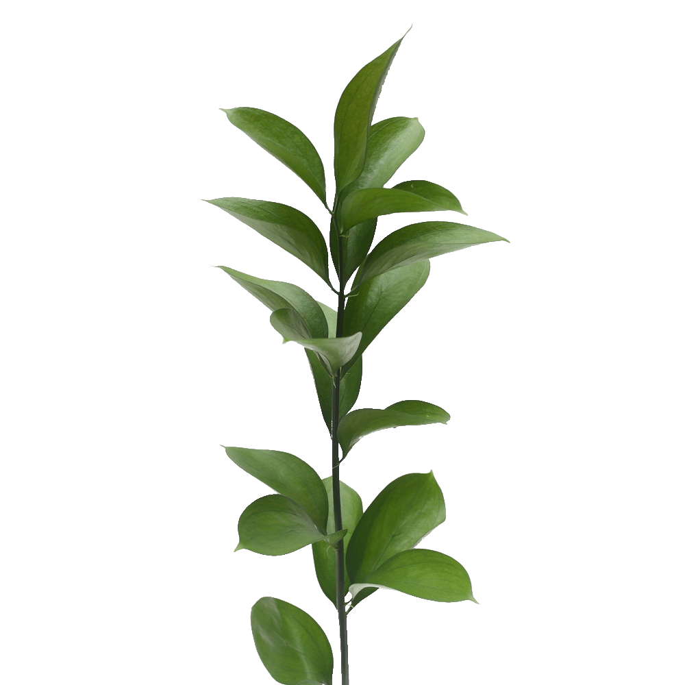 Order Flowers Online Singapore Ji Mei Flower