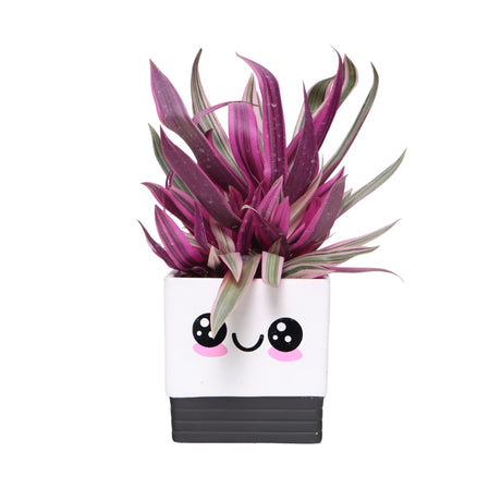 Adorable Pot with Assorted Plant (Gift)