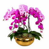 Grace Splendor (6 Single Stalk) - Orchid Phalaenopsis