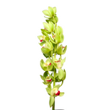 Cymbidium Mini (New Zealand)