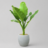Dieffenbachia (Big Ben) in Ceramic Pot
