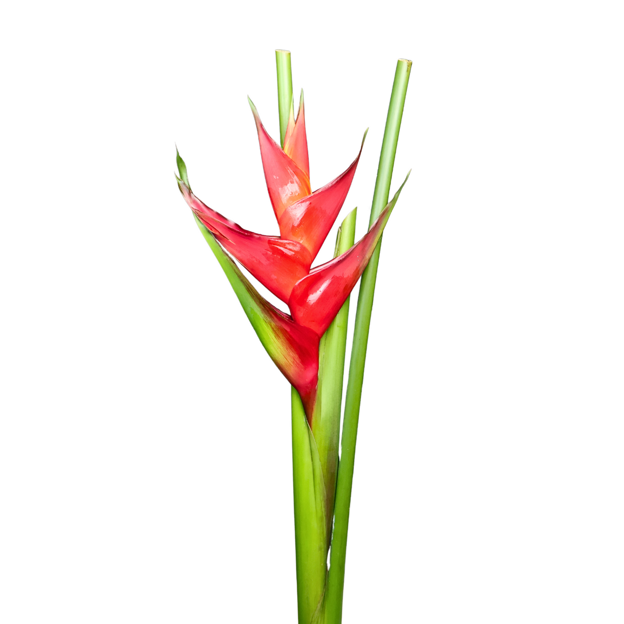 Heliconia Upright (Malaysia)